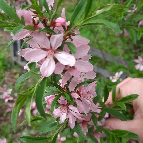 Prunus tenella Fiore