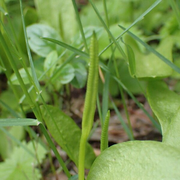 Ophioglossum vulgatum Fruto