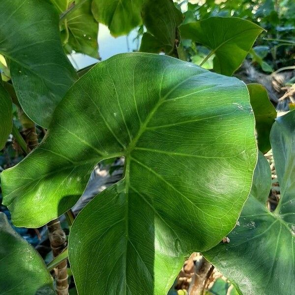 Montrichardia arborescens Blad