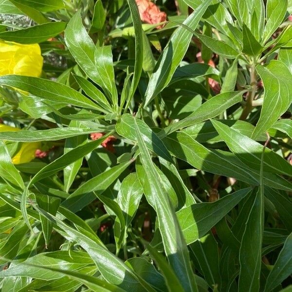 Oenothera macrocarpa Fuelha