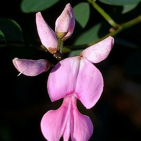 Indigofera australis Flor