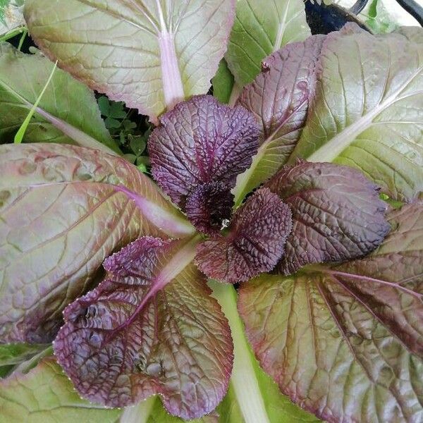 Brassica juncea Лист