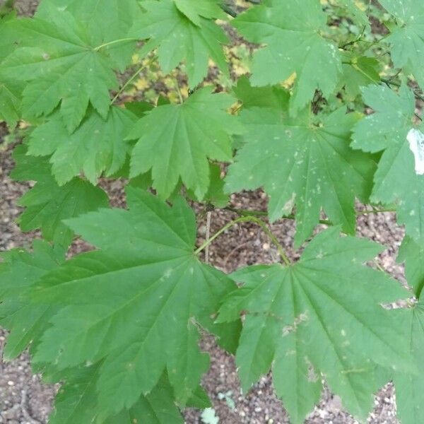 Acer circinatum Folha