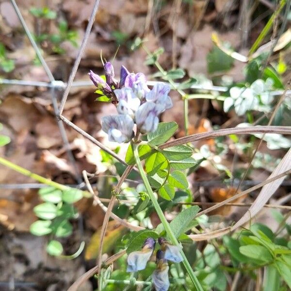 Vicia sylvatica 花