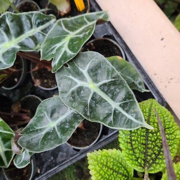 Alocasia sanderiana 叶