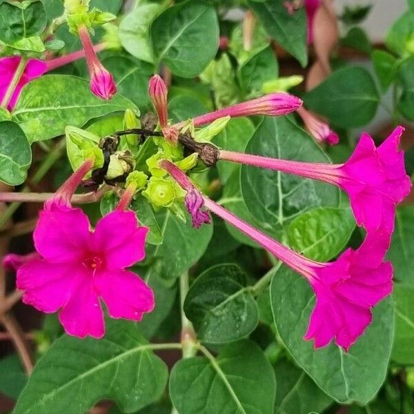 Mirabilis multiflora Flor