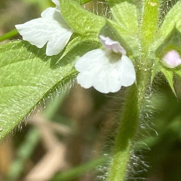 Sideritis romana फूल