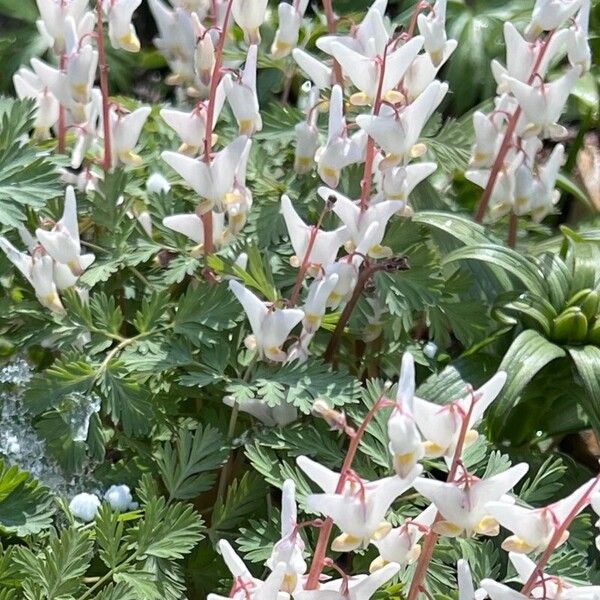 Dicentra cucullaria Fiore