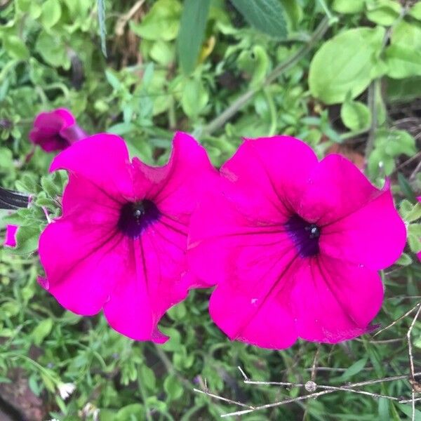 Petunia integrifolia പുഷ്പം