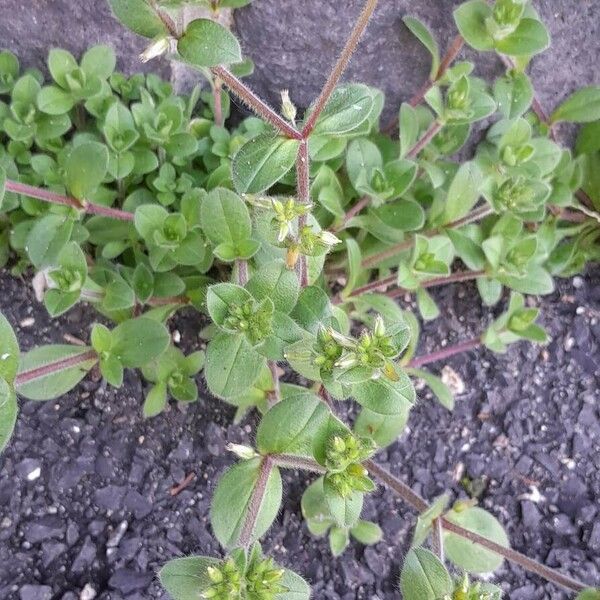 Cerastium glomeratum عادت داشتن