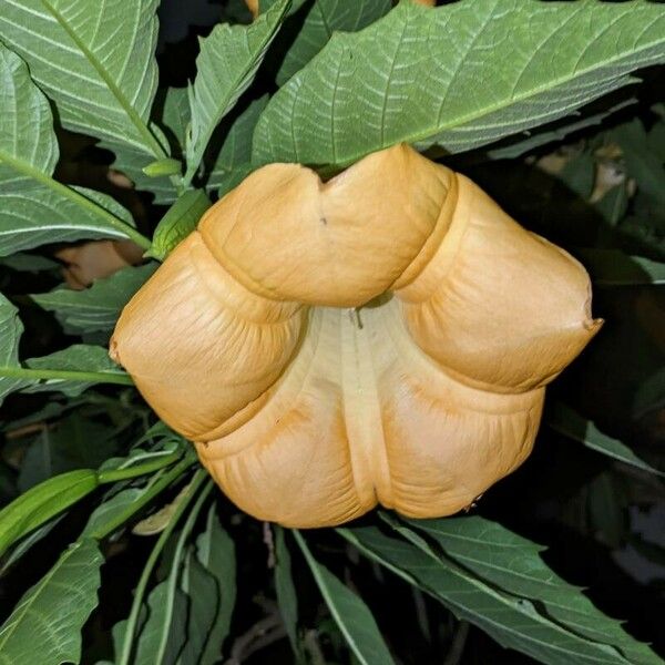 Brugmansia versicolor Flor