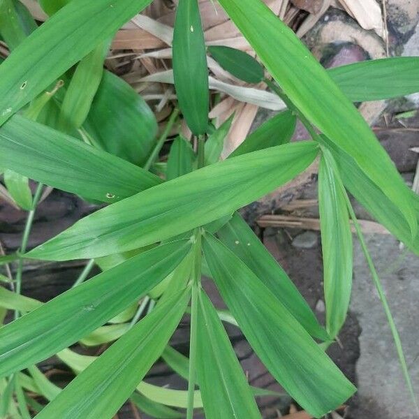 Zingiber officinale Ліст