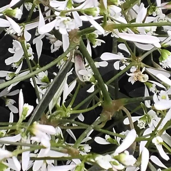 Euphorbia hypericifolia Flower