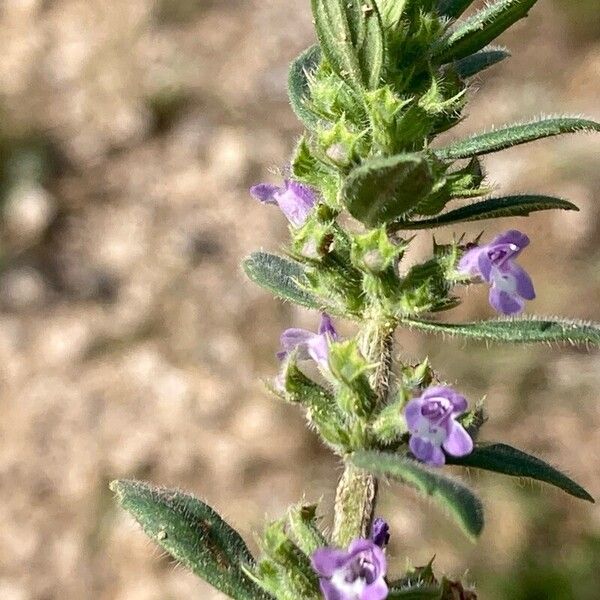 Clinopodium acinos Fiore