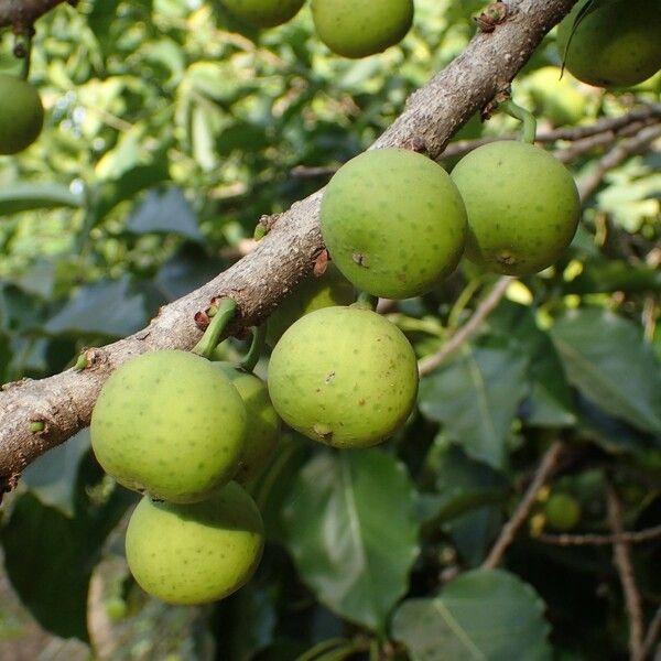 Ficus polita Frukt