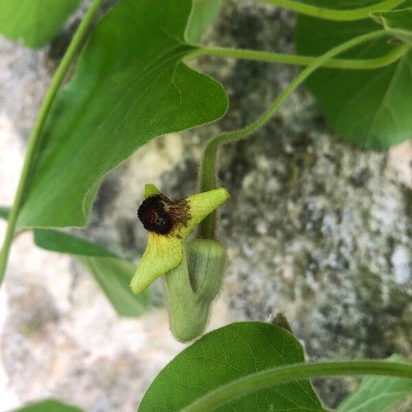 Aristolochia tomentosa ᱵᱟᱦᱟ