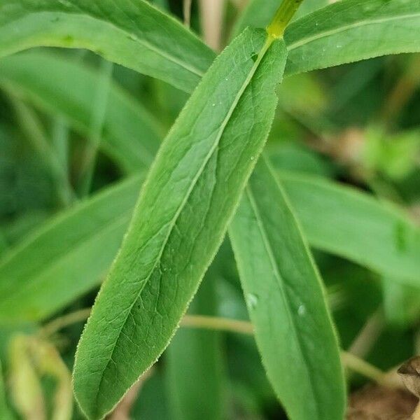 Pentanema salicinum Лист