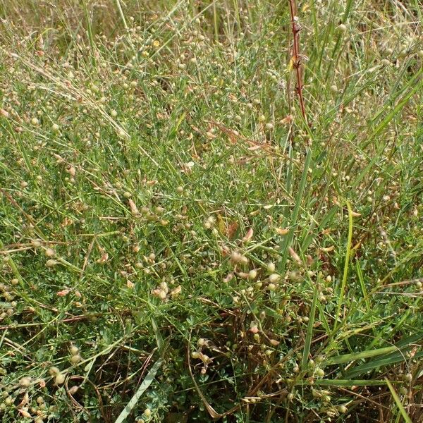 Crotalaria hyssopifolia Tervik taim