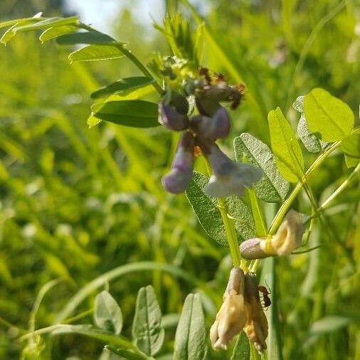 Vicia sepium Blad