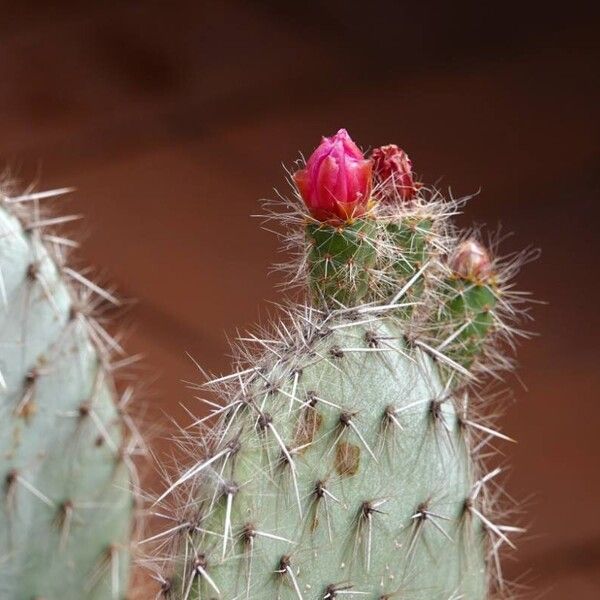 Opuntia polyacantha Máis