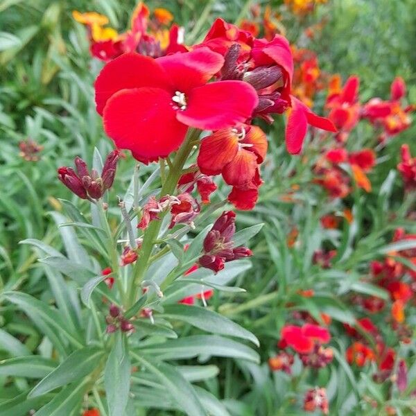 Erysimum × cheiri Цвят