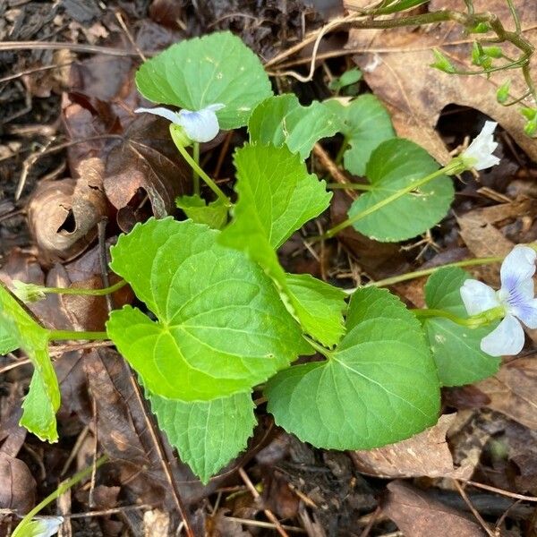 Viola blanda फल