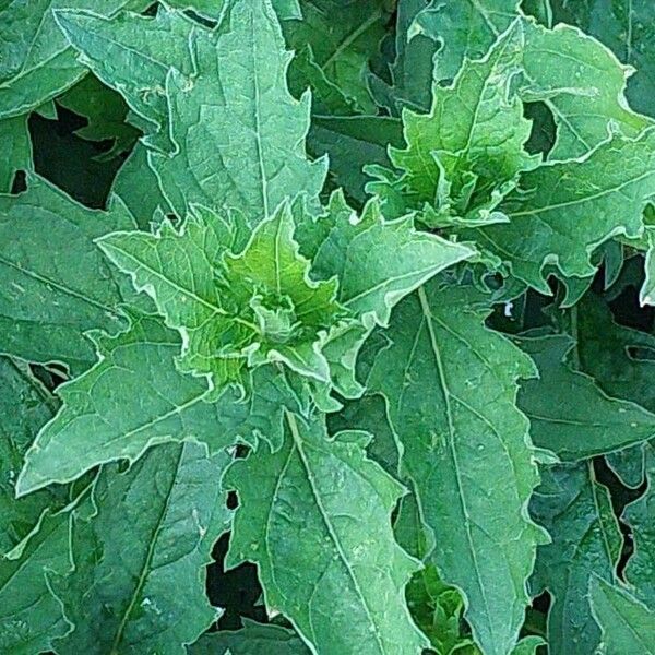 Dysphania ambrosioides Blatt