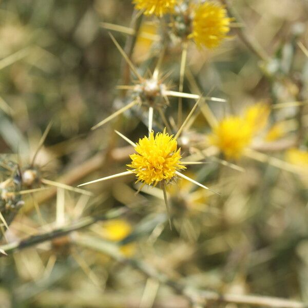 Centaurea solstitialis Flors