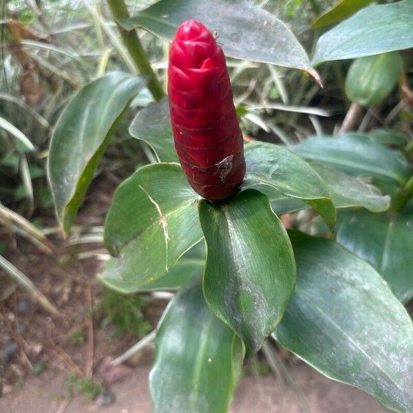 Costus spiralis ᱥᱟᱠᱟᱢ