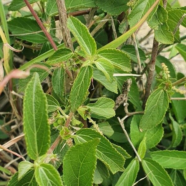 Acalypha crenata Lapas