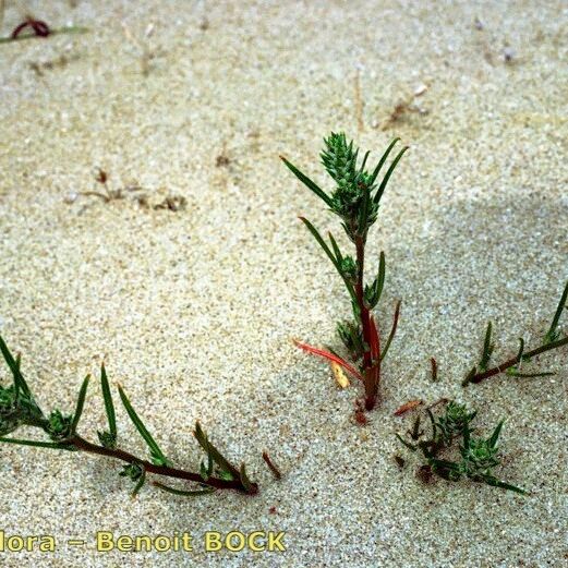 Corispermum pallasii 其他