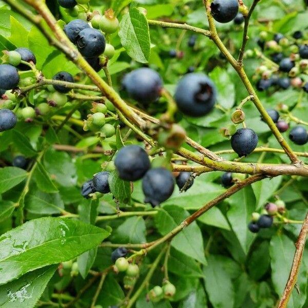 Vaccinium angustifolium Plod