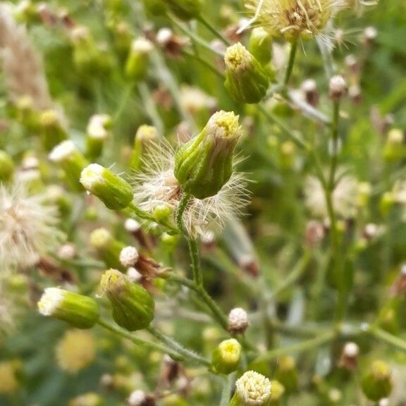 Erigeron sumatrensis 花