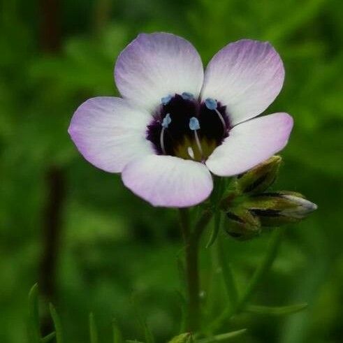 Gilia tricolor Blomst