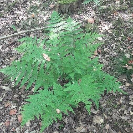 Dryopteris dilatata Leaf