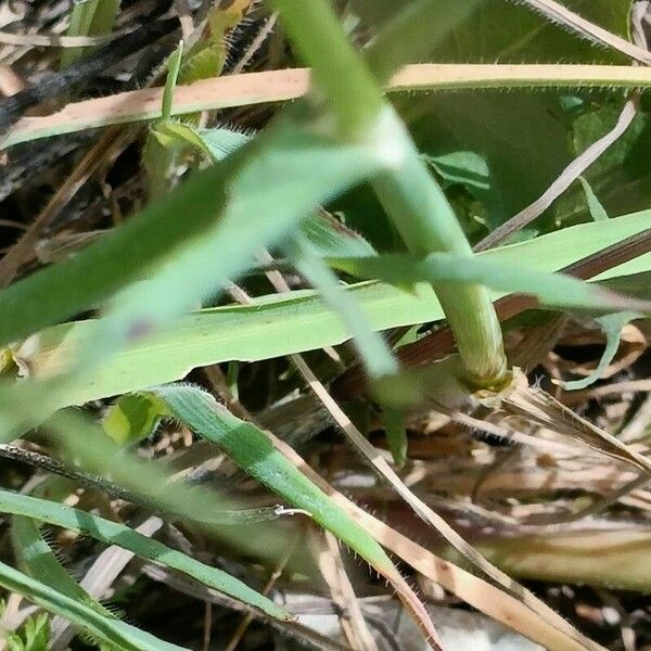 Avena fatua Feuille