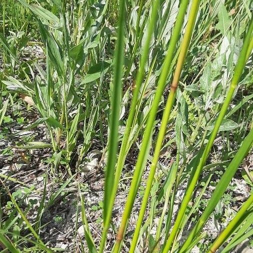 Vulpia bromoides Feuille