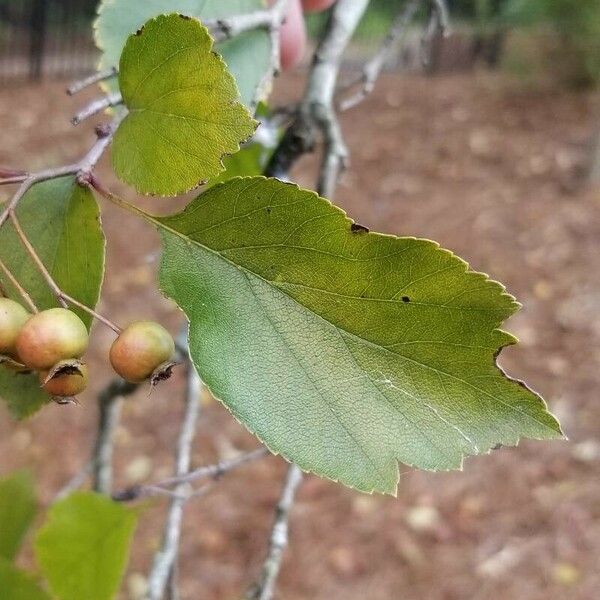 Crataegus viridis Foglia