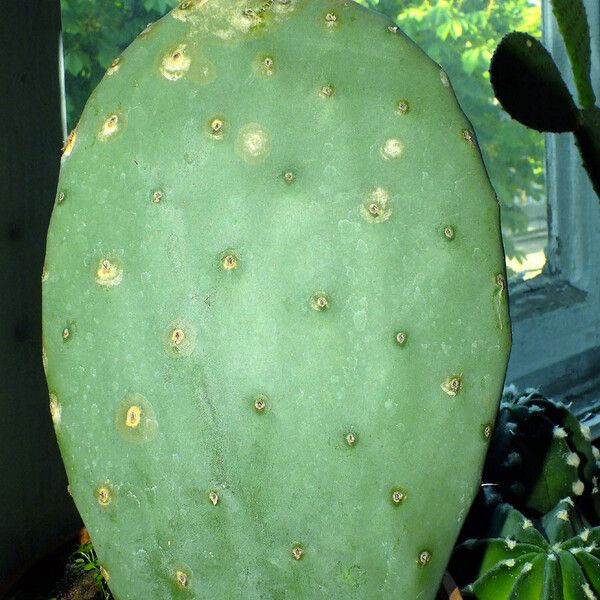 Opuntia ficus-indica Vekstform