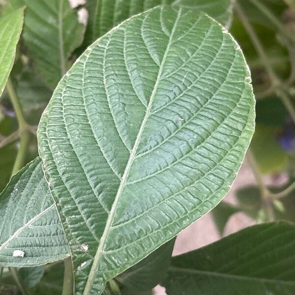 Eranthemum pulchellum Blatt