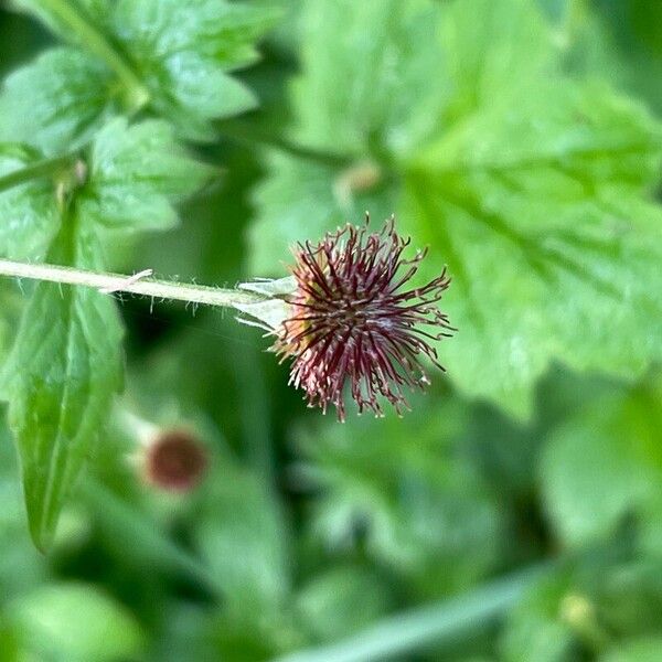 Geum macrophyllum Fruit