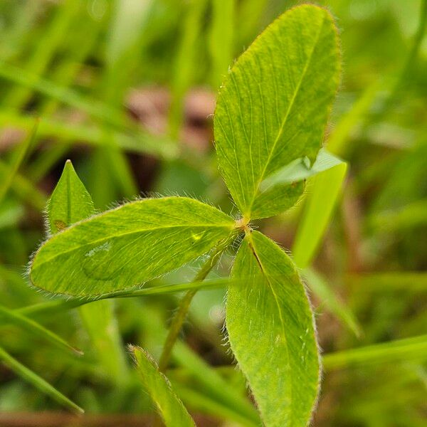 Trifolium medium Leht