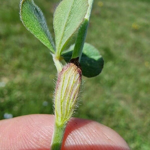 Trifolium incarnatum পাতা