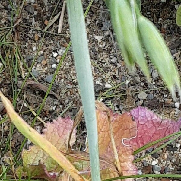 Avena sativa Bark