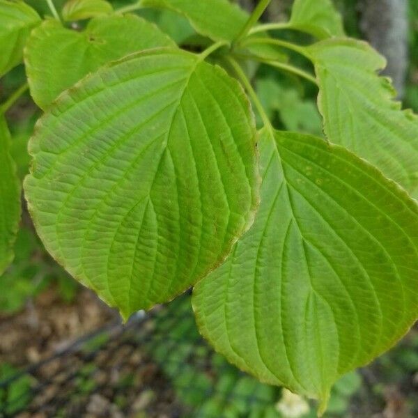 Cornus alternifolia Leaf