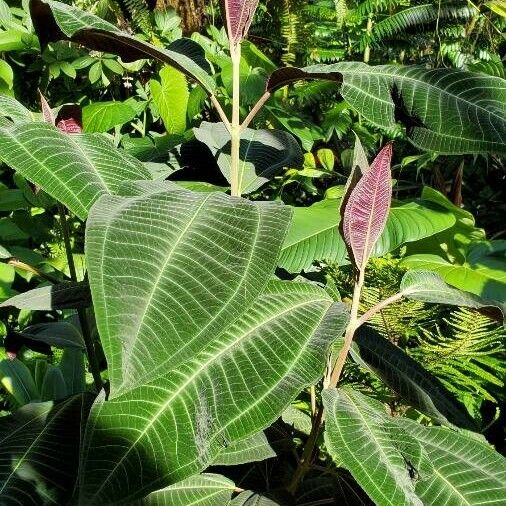 Miconia calvescens ᱥᱟᱠᱟᱢ