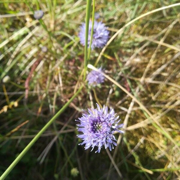 Jasione montana Λουλούδι