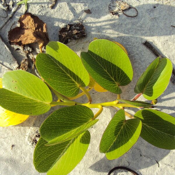 Ipomoea pes-caprae Folha