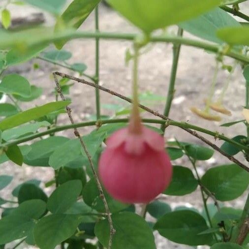 Sauropus androgynus Flower