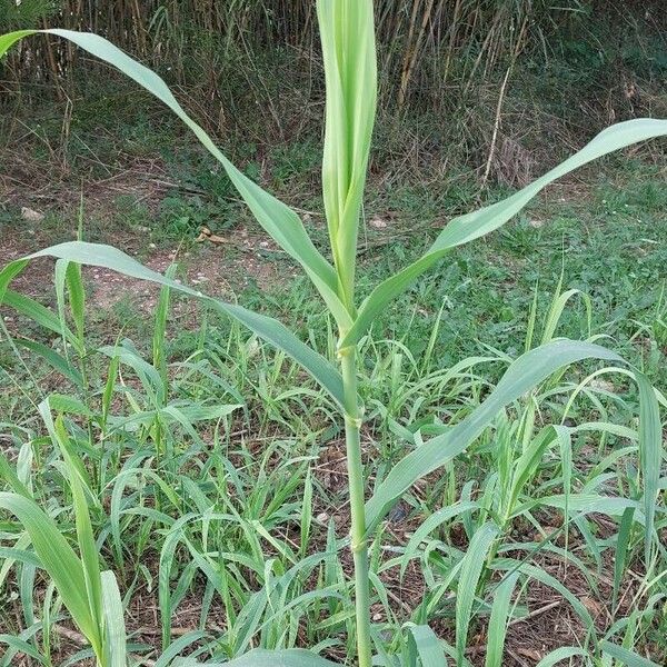 Arundo donax পাতা